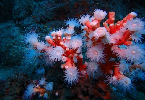 Coral Candelabro