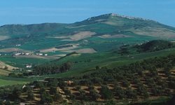 Ayudas agroambientales a los sistemas sostenibles de olivar