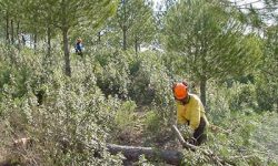 Medio Ambiente invierte en los últimos cinco años más de 31,7 M€ en trabajos de restauración forestal