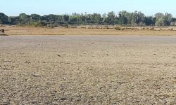 Seo/BirdLife reclama un plan urgente ante la falta de agua en Doñana