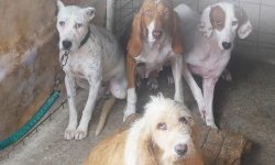 Galgos del Sur denuncia la lamentable situación en la que malviven los perros de caza de las rehalas