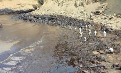 REPSOL causa un desastre ambiental sin precedentes en Perú