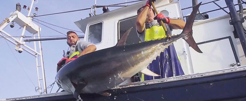 JC Mackintosh, primera pesquería española de atún rojo en conseguir el certificado MSC de pesca sostenible
