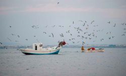 Las organizaciones ecologistas alertan de que el Proyecto de Ley de Pesca Sostenible que se discute en el Senado tiene aspectos que vulneran la normativa europea